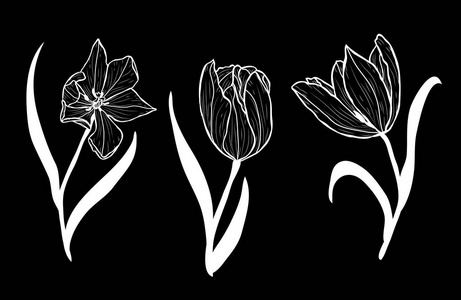 装饰郁金香花卉设置设计元素。 可用于卡片邀请横幅海报印刷设计。 线条艺术风格的花卉背景