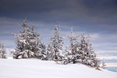 冬天的雪背景覆盖了山上的冷杉树