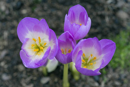 秋天的鳄鱼Colchicum..辣椒秋天是我们植物群中最神秘的植物，它在九月和十月开花。