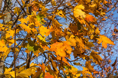 橙色和黄色的叶子在秋天接近。落叶色