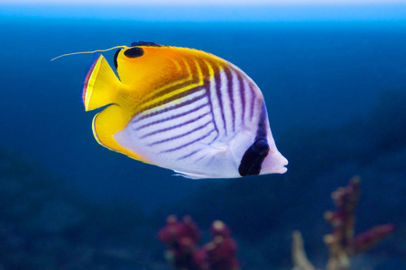 丝状蝴蝶很容易被身体上的条纹和bla的位置所识别照片