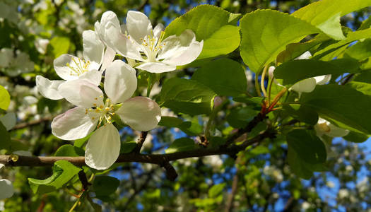 春暖花开的美丽树枝