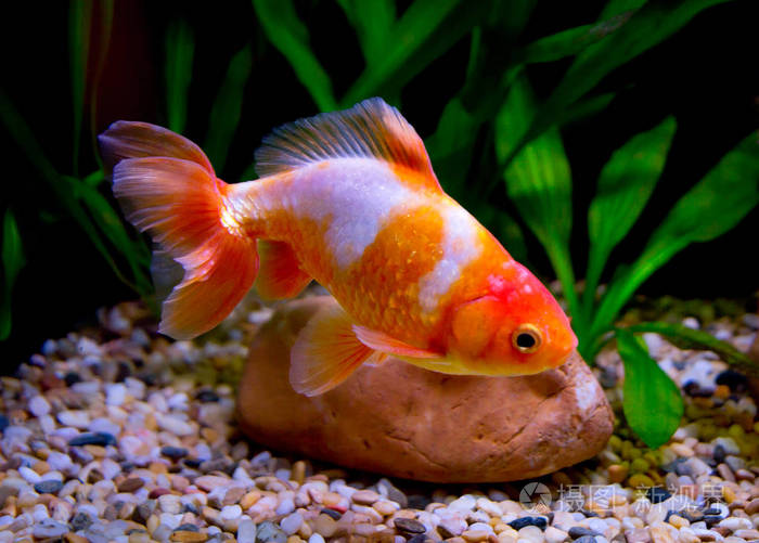 s goldfish. red and white wackin. fish wakin (wakin) is a breed