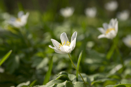 春花，木葵盛开