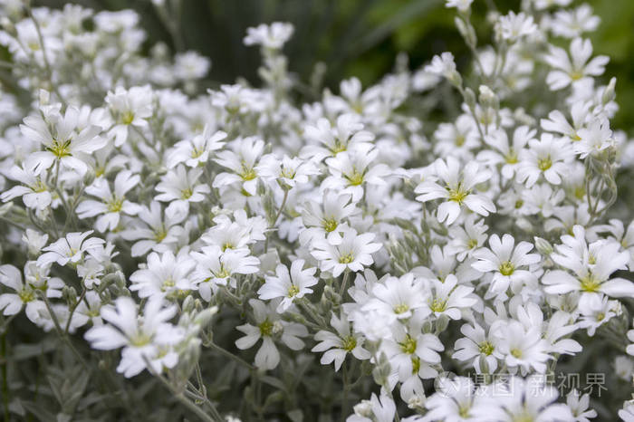 雪中雪,盛开的,白花背景