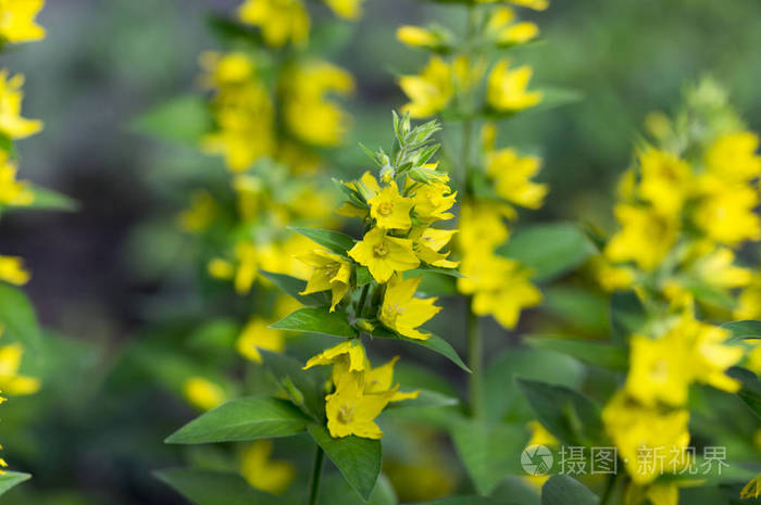 黄裂子开花茎上有绿叶的美丽开花野生植物