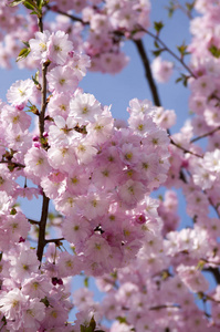 樱花盛开，浪漫的粉色春暖花开，枝头开满双花