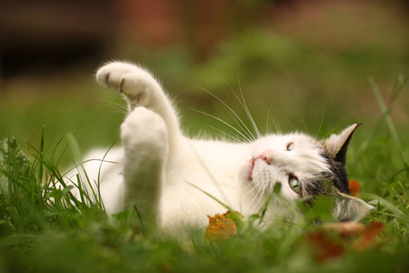 汤姆男性猫户外夏天相片