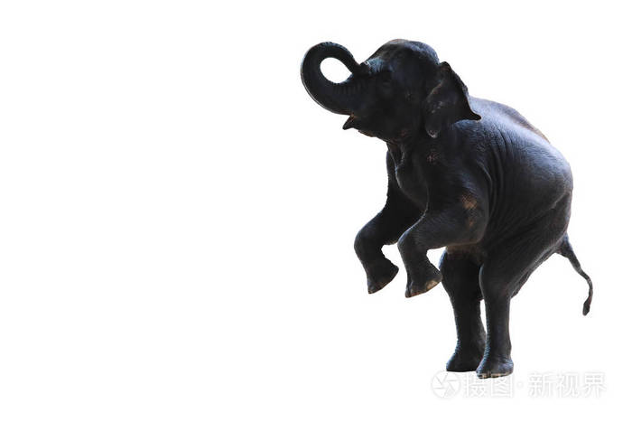 年轻的大象站着,两条后腿被隔离在白色的背景上.