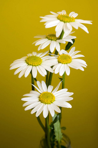 像雏菊白色花瓣的野花,黄色的花心在黄色的背景上绽放照片