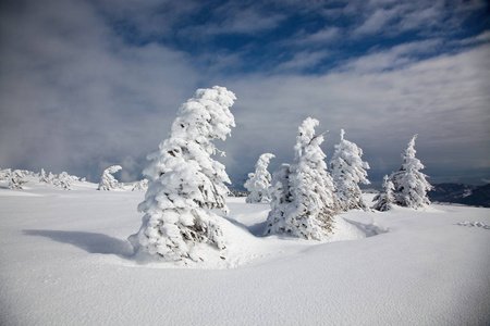 冬天的雪背景覆盖了山上的冷杉树