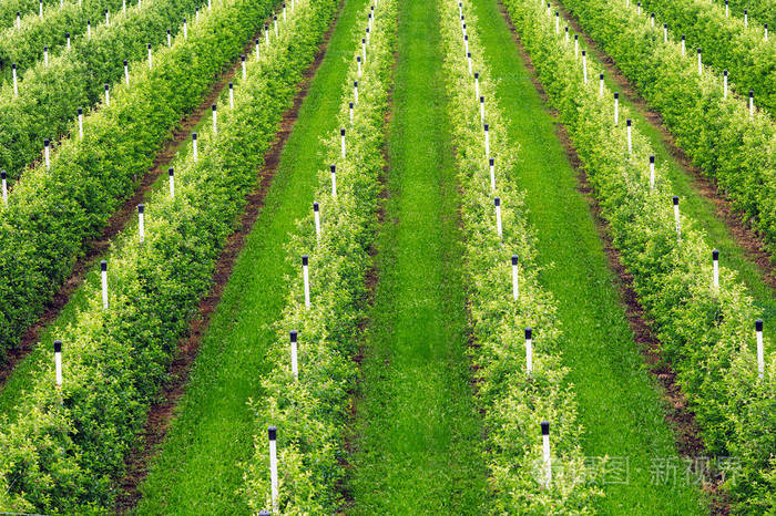 一排排绿苹果树生长在果园里