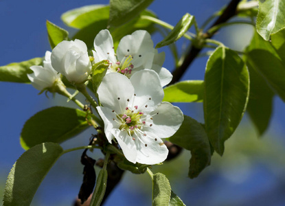 s spring. Cherry blossom tree Cherry blossoms is not just a beau