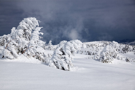 冬天的雪背景覆盖了山上的冷杉树