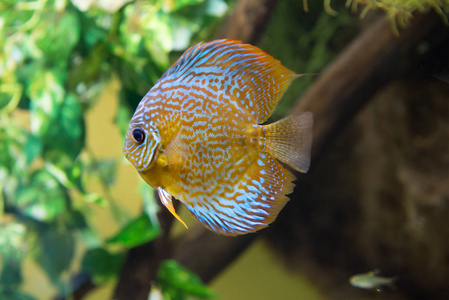 鱼保持铁饼棕色的鱼. 铁饼栖息在亚马逊盆地的上游和中游.