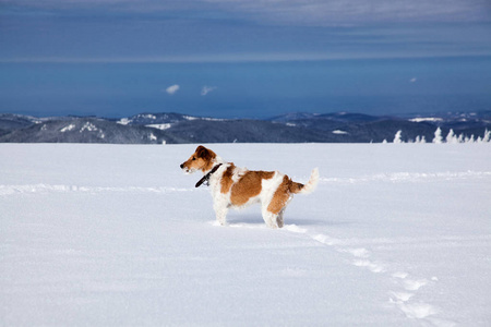 快乐的狐狸冬日，快乐的狐狸猎犬在新鲜的雪地里玩耍