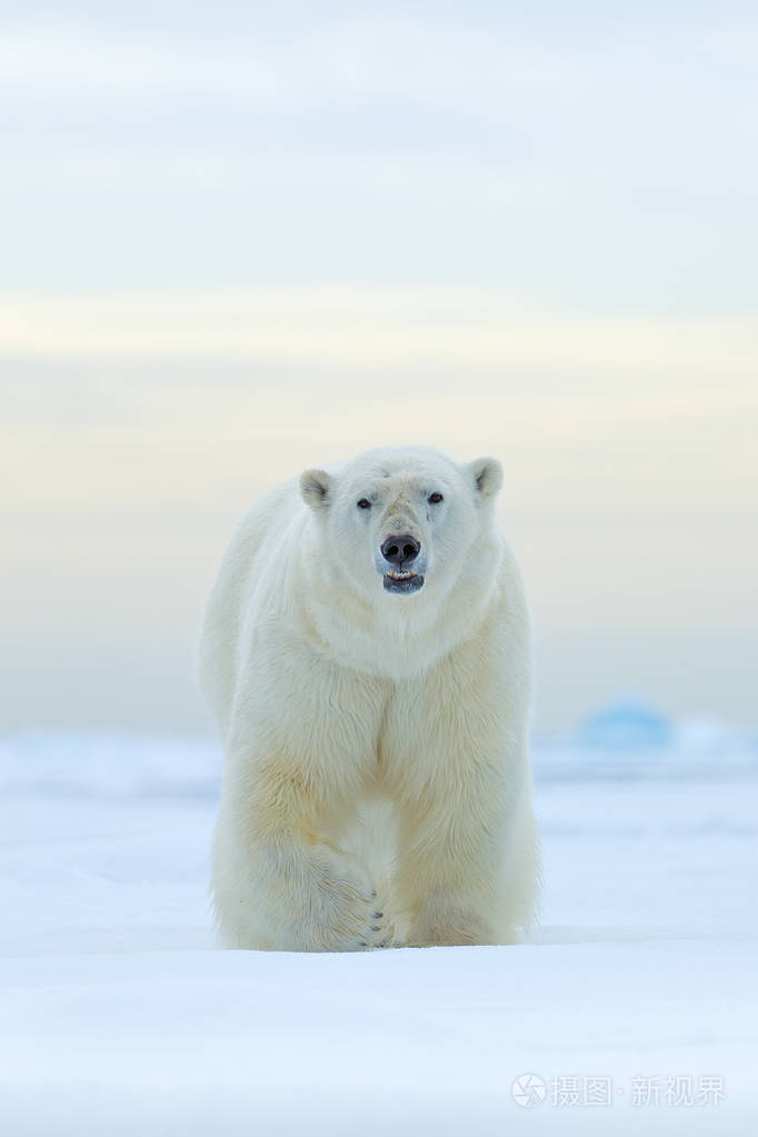 北极熊在挪威海的雪和水的漂流冰边欧洲自然栖息地的白色动物来自自然
