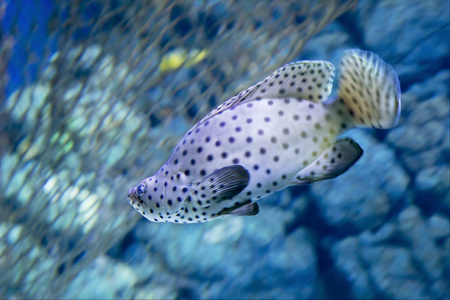 深喉咙图片-深喉咙素材-深喉咙插画-摄图新视界