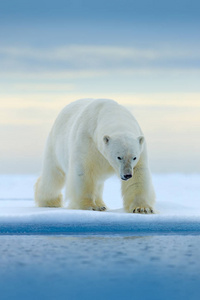 北极熊在挪威海的雪和水的漂流冰边。 欧洲自然栖息地的白色动物。 来自自然的野生动物场景。 危险的熊在冰上行走，美丽的夜空。