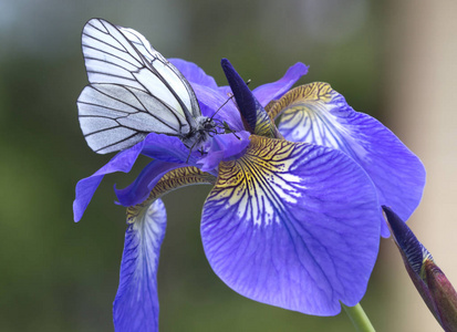 虹膜蓝色花和蝴蝶. 这朵花有薄薄的优雅花瓣,中间尖锐突出,像一把剑.