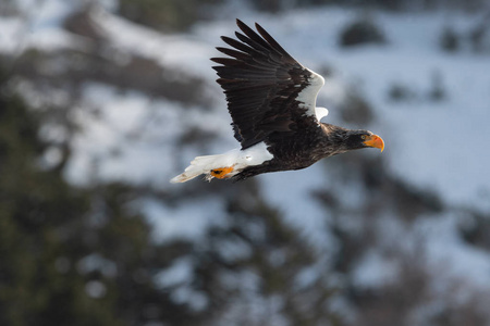 s sea eagle in flight. Scientific name Haliaeetus pelagicus. Na