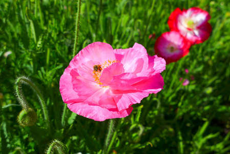 在公园的绿色自然背景上合上粉红色的花