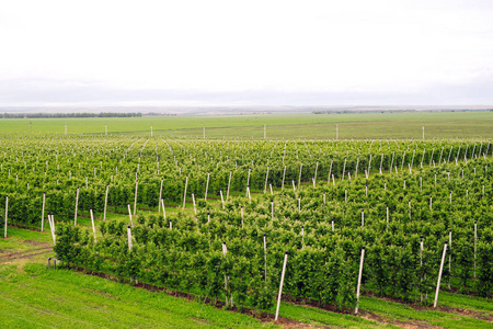 绿苹果树一排排生长在果园里的绿苹果树照片