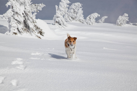 快乐的狐狸冬日，快乐的狐狸猎犬在新鲜的雪地里玩耍