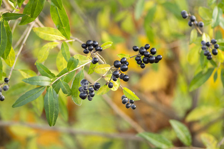 成熟的黑色浆果，果实，灌木，树枝，树叶，秋色，阳光下