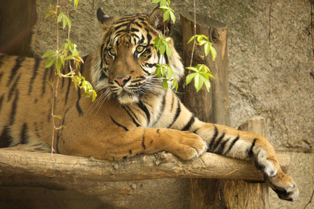 雌性苏门答腊虎潘切拉蒂格里斯苏门答腊照片