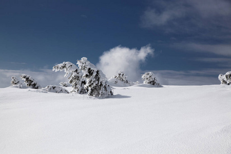 冬天的雪背景覆盖了山上的冷杉树