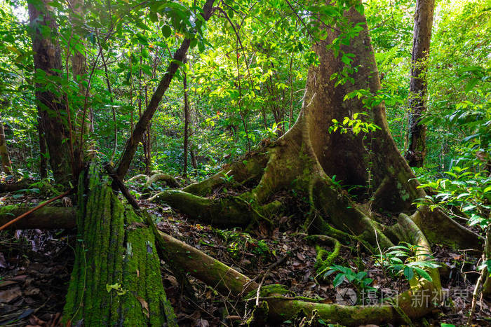 印尼巴布亚岛原始雨林中茂密的林下丛林植被