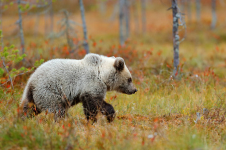 孤独的小熊在松林里。 熊小狗没有妈妈。 浅灰色动物在自然森林和草甸栖息地。 来自芬兰的野生动物场景靠近俄罗斯边境。 橙色秋天的泰