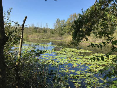 s second biggest freshwater swamp forest Acarlar in Sakarya, Tu