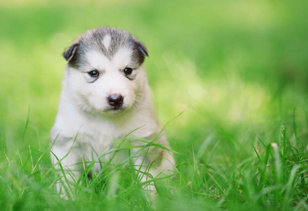 西伯利亚哈士奇小狗在绿草中