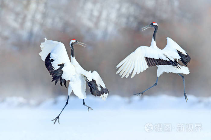 跳舞的一对红冠鹤张开翅膀冬天北海道日本 大自然中的雪舞 雪中美丽的大白鸟的求爱 动物爱交配行为鸟舞 照片 正版商用图片13s6m0 摄图新视界