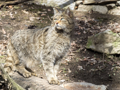 欧洲野猫费利斯西维斯特里斯在附近观看