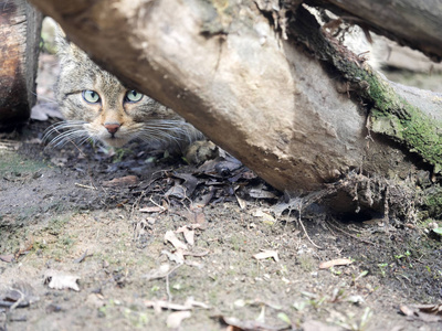 欧洲野猫费利斯西维斯特里斯在附近观看