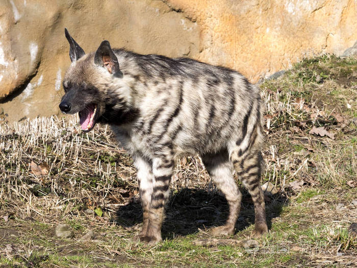 打哈欠的条纹鬣狗鬣狗鬣狗苏丹