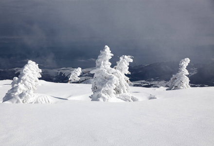 冬天的雪背景覆盖了山上的冷杉树