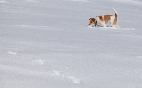 在美丽的冬日，快乐的狐狸猎犬在新鲜的雪地里玩耍