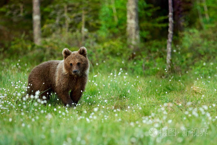 孤独的小熊在松林里。 熊小狗没有妈妈。 婴儿棕色动物在自然森林和草地栖息地。 来自芬兰的野生动物场景靠近俄罗斯边境。 橙色秋天的