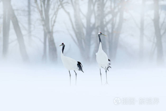 丹顶鹤在日本北海道雪中行走 美丽的鸟在大自然的栖息地 来自自然的野生动物场景 起重机在寒冷的森林里下雪 照片 正版商用图片13s874 摄图新视界