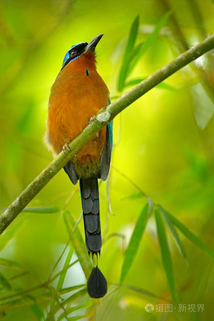 巴哈马莫莫图特特立尼达外来鸟类坐在大自然森林栖息地的树枝上来自