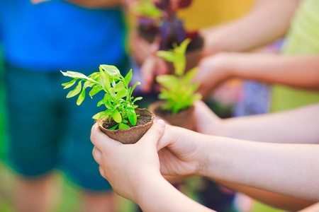 人类手拿盆栽植物照片