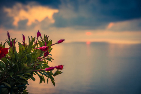 粉红色玫瑰红色美丽的花丛前景鸟瞰令人惊叹的海上日落黄昏海景和无尽的地平线与彩色戏剧性的天空在意大利南部的背格隆特洛佩亚卡拉布里亚