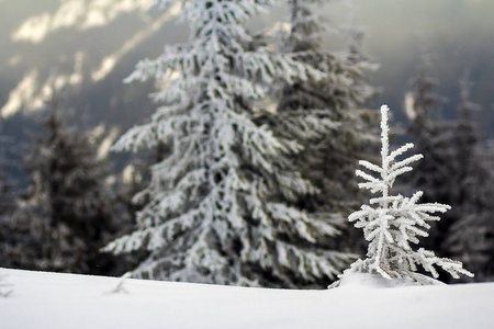 白雪覆盖的小松树