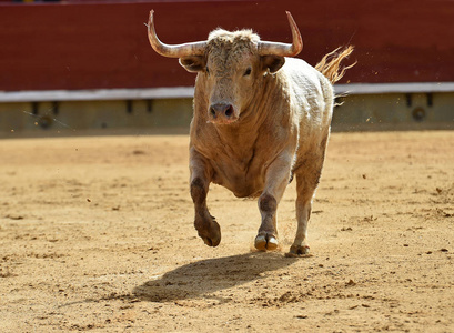西班牙公牛，大角