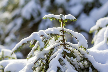 年轻的绿色被明亮的太阳，冷杉树的树枝覆盖着深深的新鲜，干净的雪，在模糊的白色蓝色户外复制空间背景。 圣诞快乐，新年快乐，贺卡。