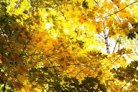 秋天的森林，金色的树叶和阳光。 秋天的公园。